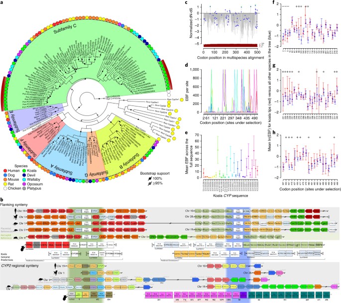 Adaptation and conservation insights from the koala genome