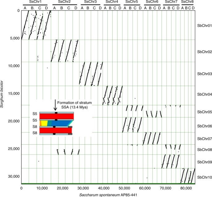Allele Defined Genome Of The Autopolyploid Sugarcane Saccharum Spontaneum L Nature Genetics