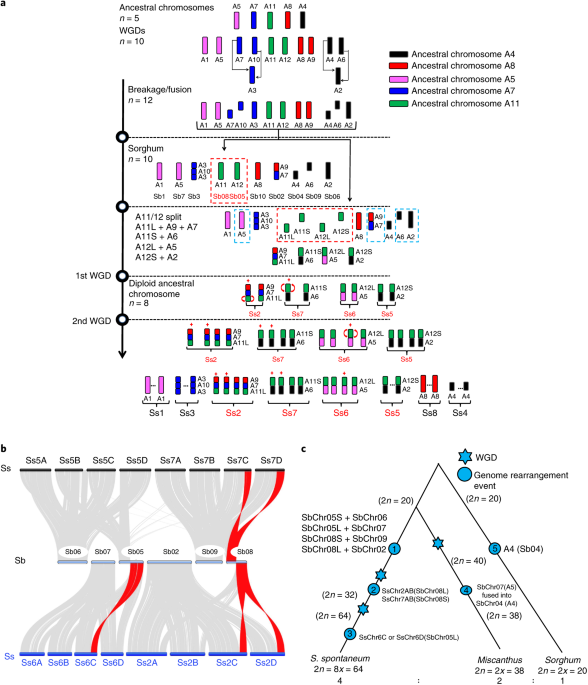 Allele Defined Genome Of The Autopolyploid Sugarcane Saccharum - a evolution of chromosome numbers in poaceae from n 10 in sorghum to n 8 in s spontaneum chromosomes are represented with color codes to illuminate