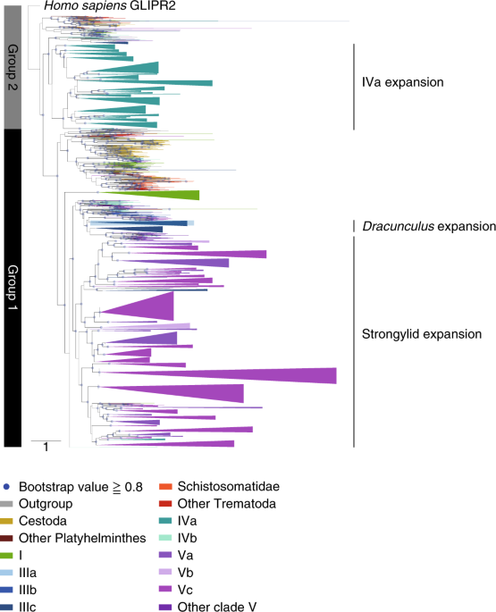 Comparative genomics of the major parasitic worms