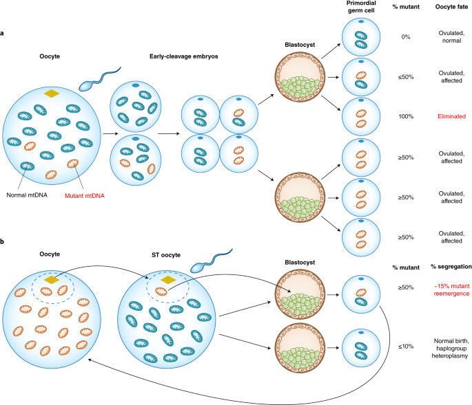 Mitochondrial genetic medicine