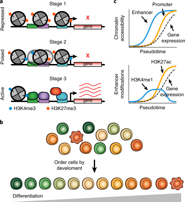 Single-Cell Epigenomics and Functional Fine-Mapping of