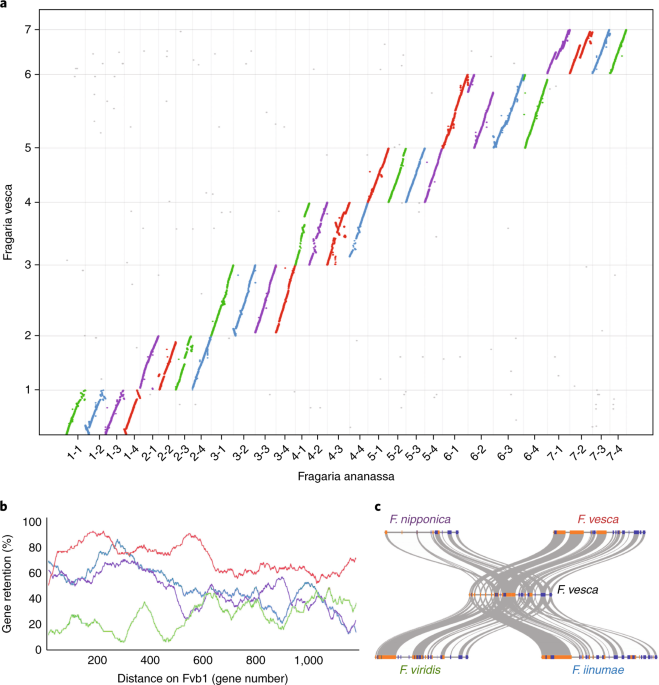 Origin And Evolution Of The Octoploid Strawberry Genome Nature Genetics