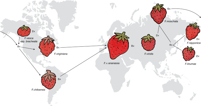 The origin and evolution of a favorite fruit | Nature Genetics