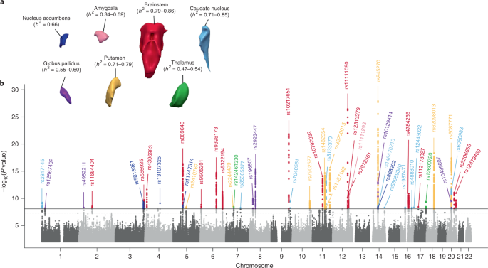 Genetic architecture of subcortical brain structures in 38,851 individuals