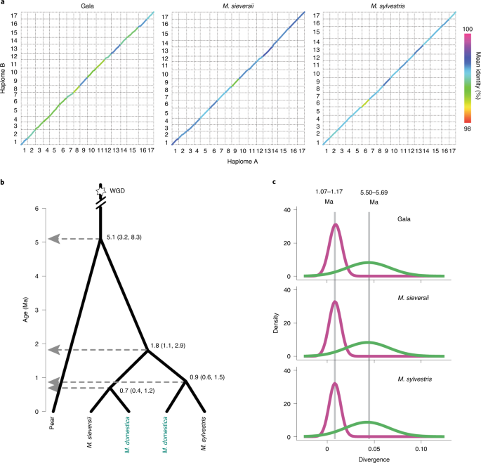 Phased Diploid Genome Assemblies And Pan Genomes Provide Insights Into The Genetic History Of Apple Domestication Nature Genetics Phased Diploid Genome Assemblies And Pan Genomes Provide Insights Into The Genetic History Of Apple Domestication Nature Genetics