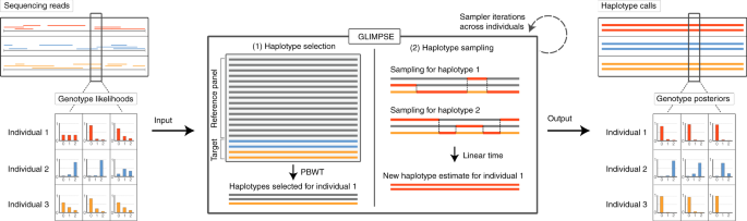 Efficient phasing and imputation of low-coverage sequencing data