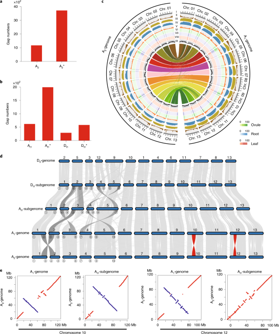 Genome sequence of gossypium herbaceum and genome updates of gossypium arboreum and gossypium hirsutum provide insights into cotton a-genome evolution