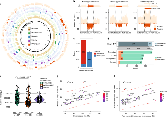 Recurrent Inversion Toggling And Great Ape Genome Evolution Nature Genetics Recurrent Inversion Toggling And Great Ape Genome Evolution Nature Genetics