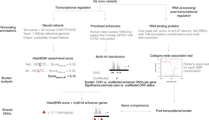 Genomic analyses implicate noncoding de novo variants in congenital heart disease