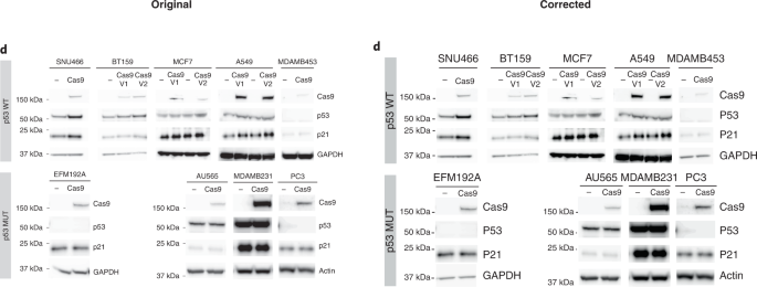 Author Correction Cas9 Activates The P53 Pathway And Selects For P53 Inactivating Mutations Nature Genetics Author Correction Cas9 Activates The P53 Pathway And Selects For P53 Inactivating Mutations Nature Genetics