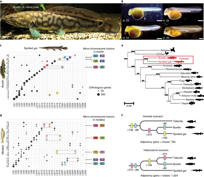 The bowfin genome illuminates the developmental evolution of ray-finned  fishes | Nature Genetics