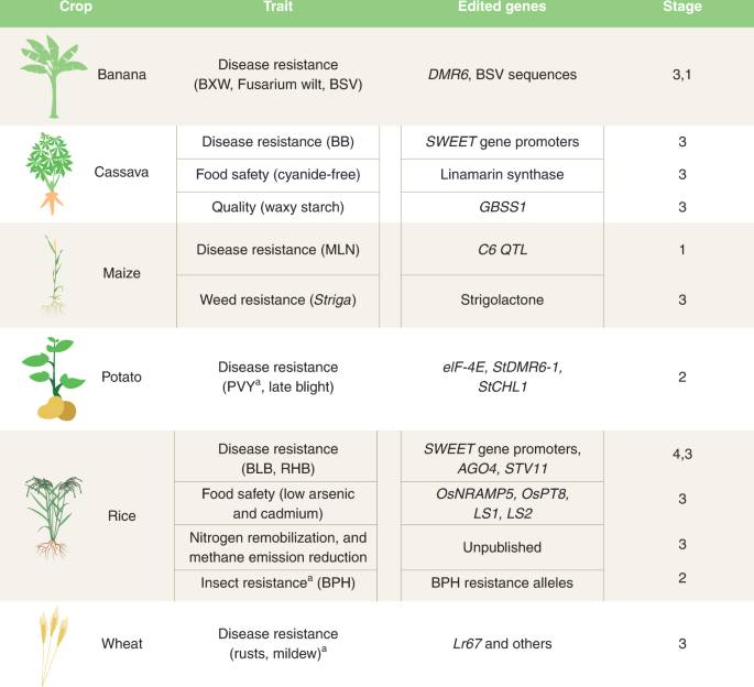 Genome-edited crops for improved food security of smallholder farmers - Nature Genetics