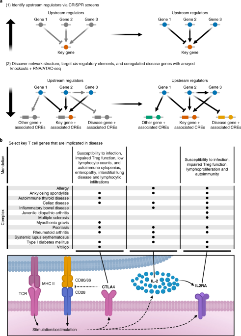 Systematic discovery and perturbation of regulatory genes in human T cells reveals the architecture of immune networks