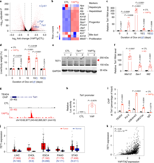 YAP induces an oncogenic transcriptional program through TET1-mediated  epigenetic remodeling in liver growth and tumorigenesis | Nature Genetics