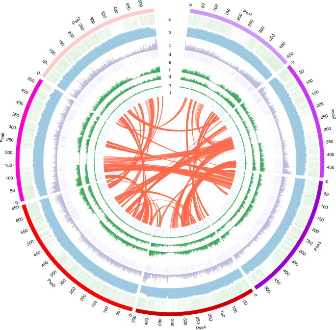 Improved pea reference genome and pan-genome highlight genomic features and evolutionary characteristics