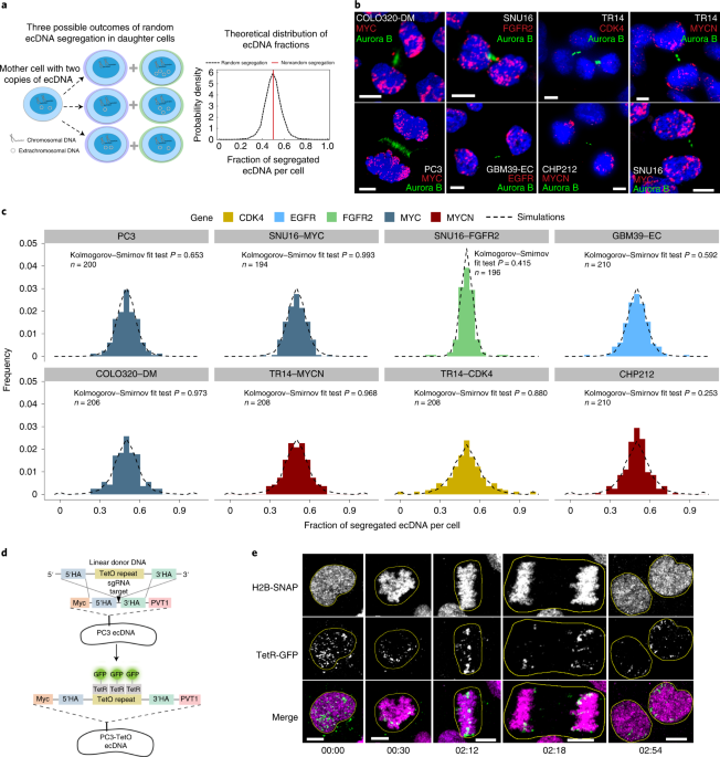 The evolutionary dynamics of extrachromosomal DNA in human cancers