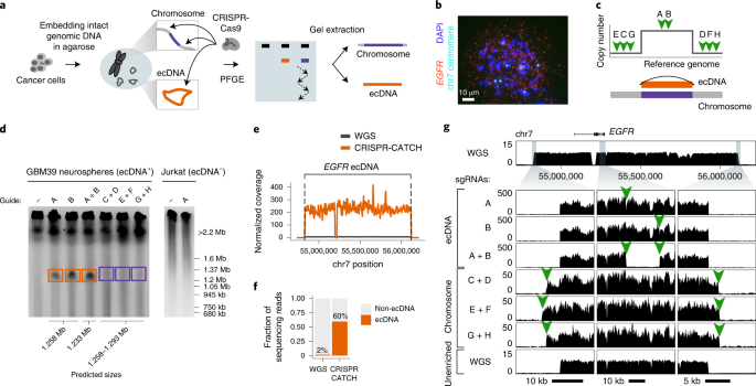 Targeted profiling of human extrachromosomal DNA by CRISPR-CATCH