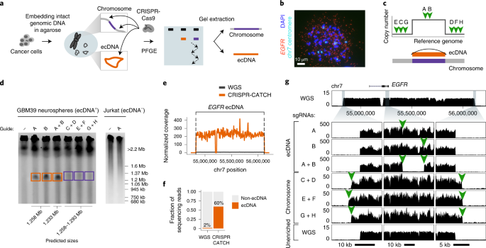 Targeted profiling of human extrachromosomal DNA by CRISPR ... - Nature.com