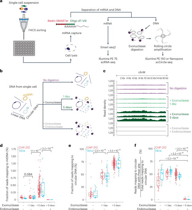 Parallel sequencing of extrachromosomal circular DNAs and ... - Nature.com