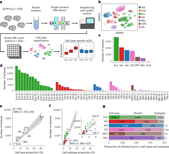 Cell subtype-specific effects of genetic variation in the Alzheimer’s disease brain