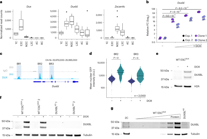 The homeobox transcription factor DUXBL controls exit from totipotency