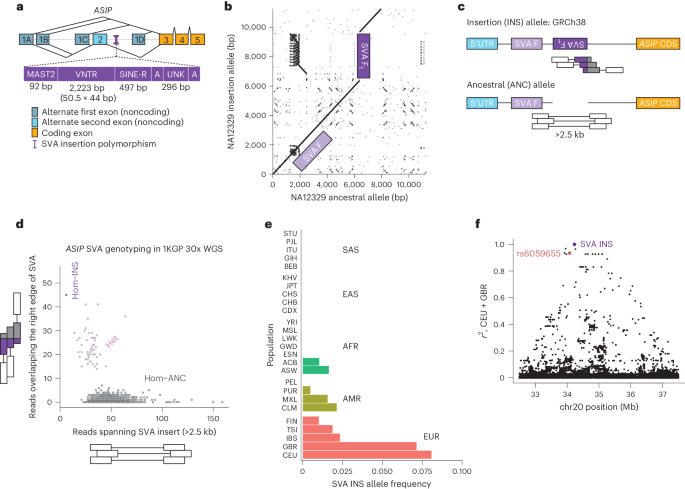 A sequence of SVA retrotransposon insertions in ASIP shaped human  