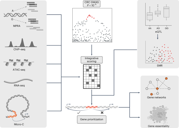 Systematic prioritization of functional variants and effector genes ...