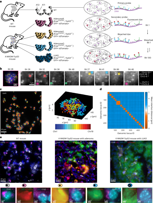 Tracing the evolution of single-cell 3D genomes in Kras-driven cancers