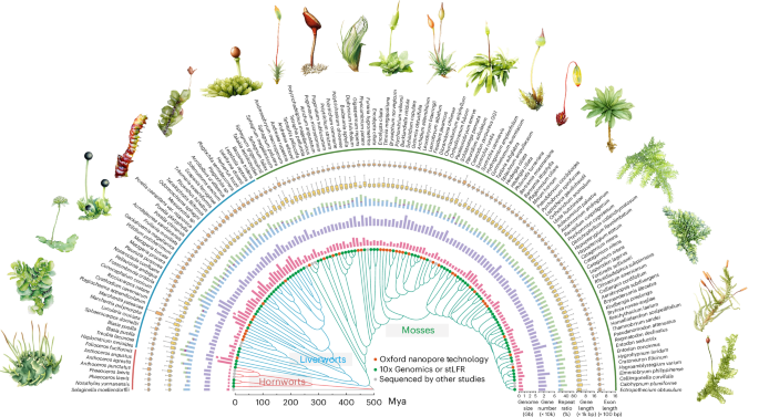 Bryophytes hold a larger gene family space than vascular plants