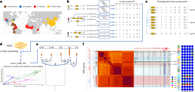 Genotyping sequence-resolved copy number variation using pangenomes reveals paralog-specific global diversity and expression divergence of duplicated genes