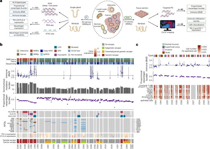 Epigenetically driven and early immune evasion in colorectal cancer evolution