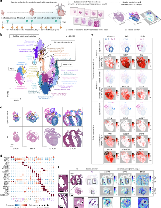 Spatiotemporal gene expression and cellular dynamics of the developing human heart