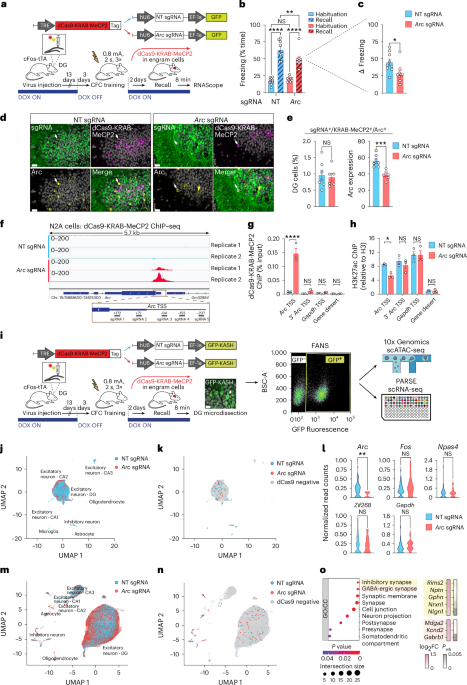 Cell-type- and locus-specific epigenetic editing of memory expression