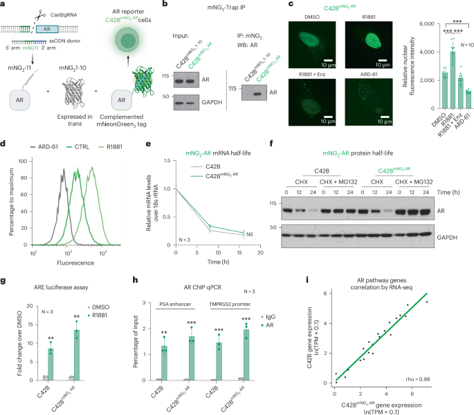 Genome-scale CRISPR screens identify PTGES3 as a direct modulator of androgen receptor function in advanced prostate cancer Genome-scale CRISPR screens identify PTGES3 as a direct modulator of androgen receptor function in advanced prostate cancer