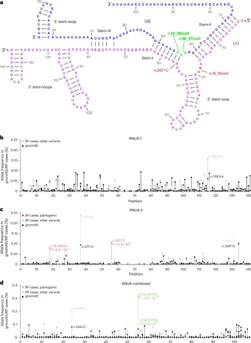De novo and inherited dominant variants in U4 and U6 snRNA genes cause retinitis pigmentosa - Nature