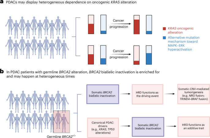 Single-nucleus DNA sequencing delves into the varied genomic evolution of pancreatic cancer
