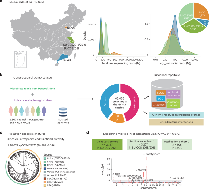 Genomic landscape of the human vaginal microbiome is linked to host genetics and population of origin