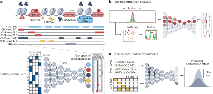 Toward generalizable and interpretable AI in regulatory genomics - Nature