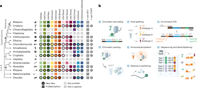 Diversity and evolution of chromatin regulatory states across eukaryotes - Nature