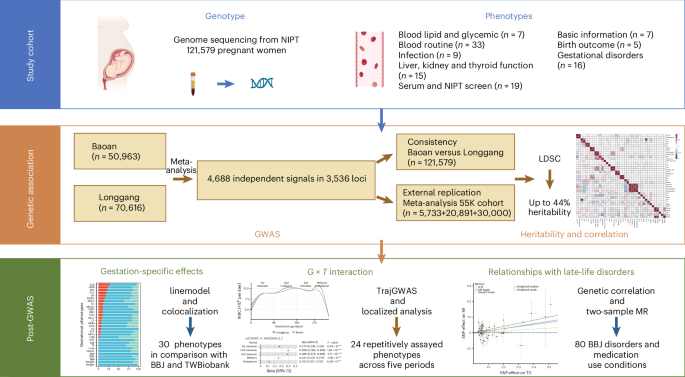 Genome-wide association analyses of gestational phenotypes identify context-specific genetic effects