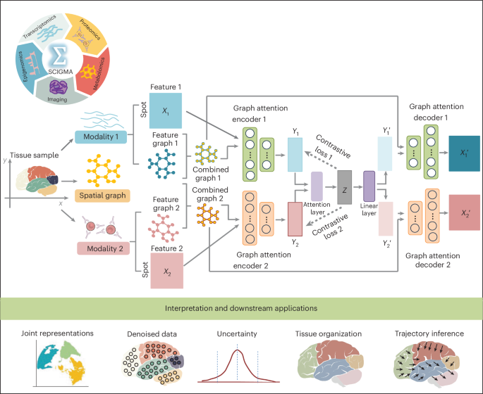 Nieuw AI-systeem leest biologische gegevens beter