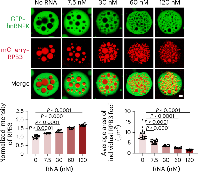 RNA-binding protein guides polymerase recruitment during gene activation  www.nature.com