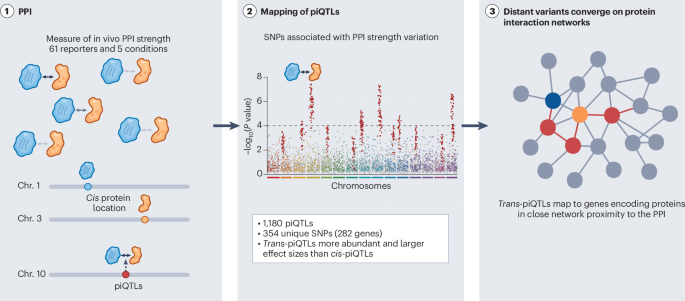 Protein interactions reveal the hidden wiring of the genome - Nature image