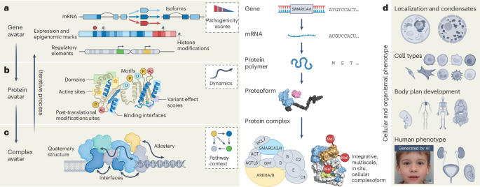 Interpreting human genetic variation at atomic resolution