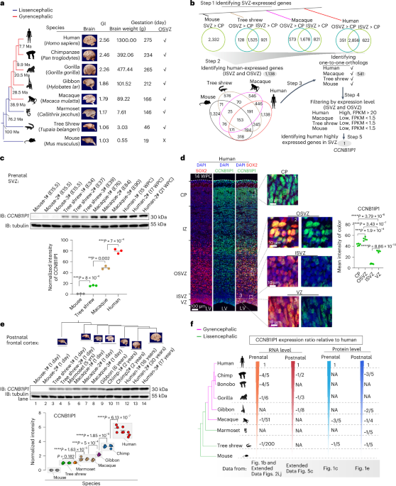 CCNB1IP1 regulatory evolution underlies gradual increases in cortical size and folding in primates