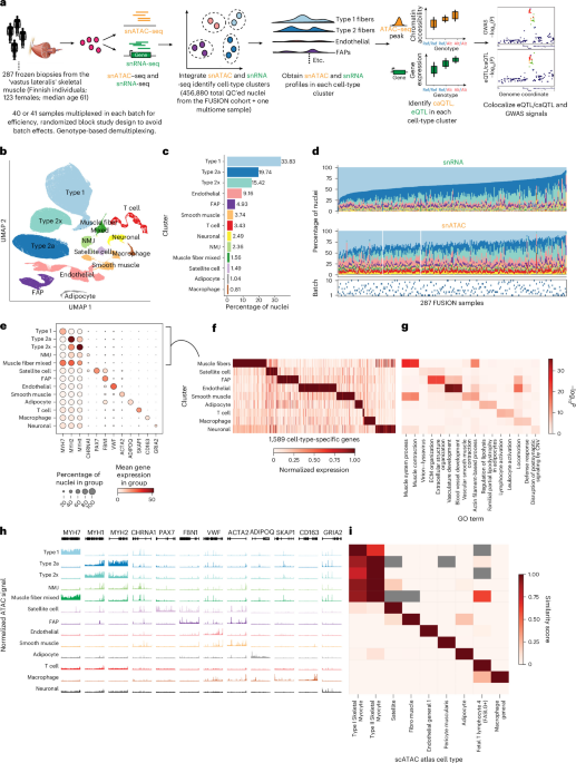 Population-scale single-nucleus multi-omic profiling of skeletal muscle reveals extensive context-specific genetic regulation