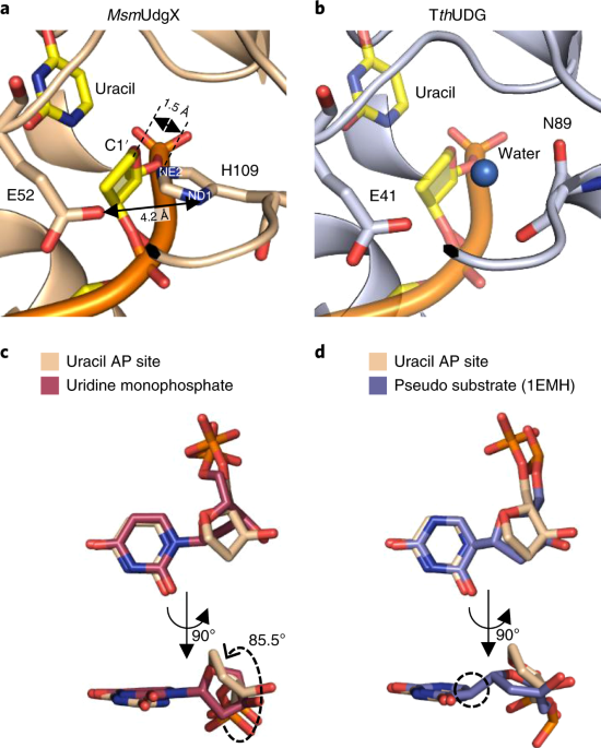 Covalent binding of uracil DNA glycosylase UdgX to abasic DNA upon uracil  excision | Nature Chemical Biology