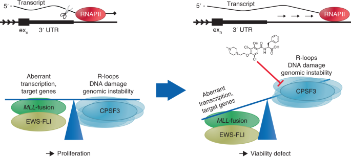 Cpsf3 Dependent Pre Mrna Processing As A Druggable Node In Aml And Ewing S Sarcoma Nature Chemical Biology Cpsf3 Dependent Pre Mrna Processing As A Druggable Node In Aml And Ewing S Sarcoma Nature Chemical Biology