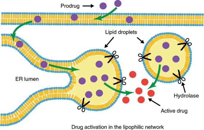Lipid droplets can promote drug accumulation and activation